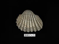 藏品(血蚶)的圖片